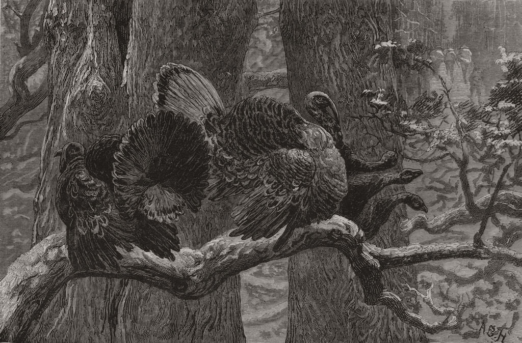 1871 old antique vintage print picture